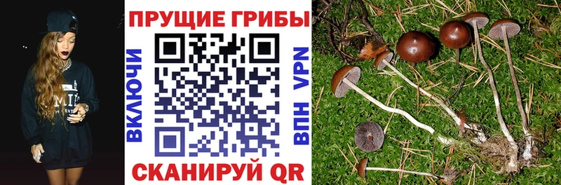 Галлюциногенные грибы мицелий OMG ТОР Махачкала